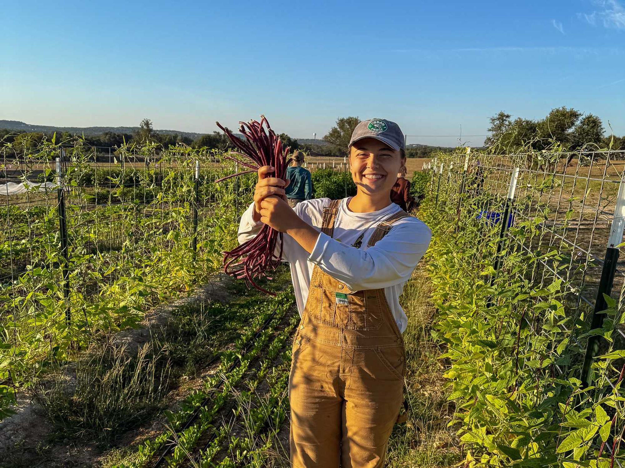 A farmer shows off burgundy beans at Hope Full Farm