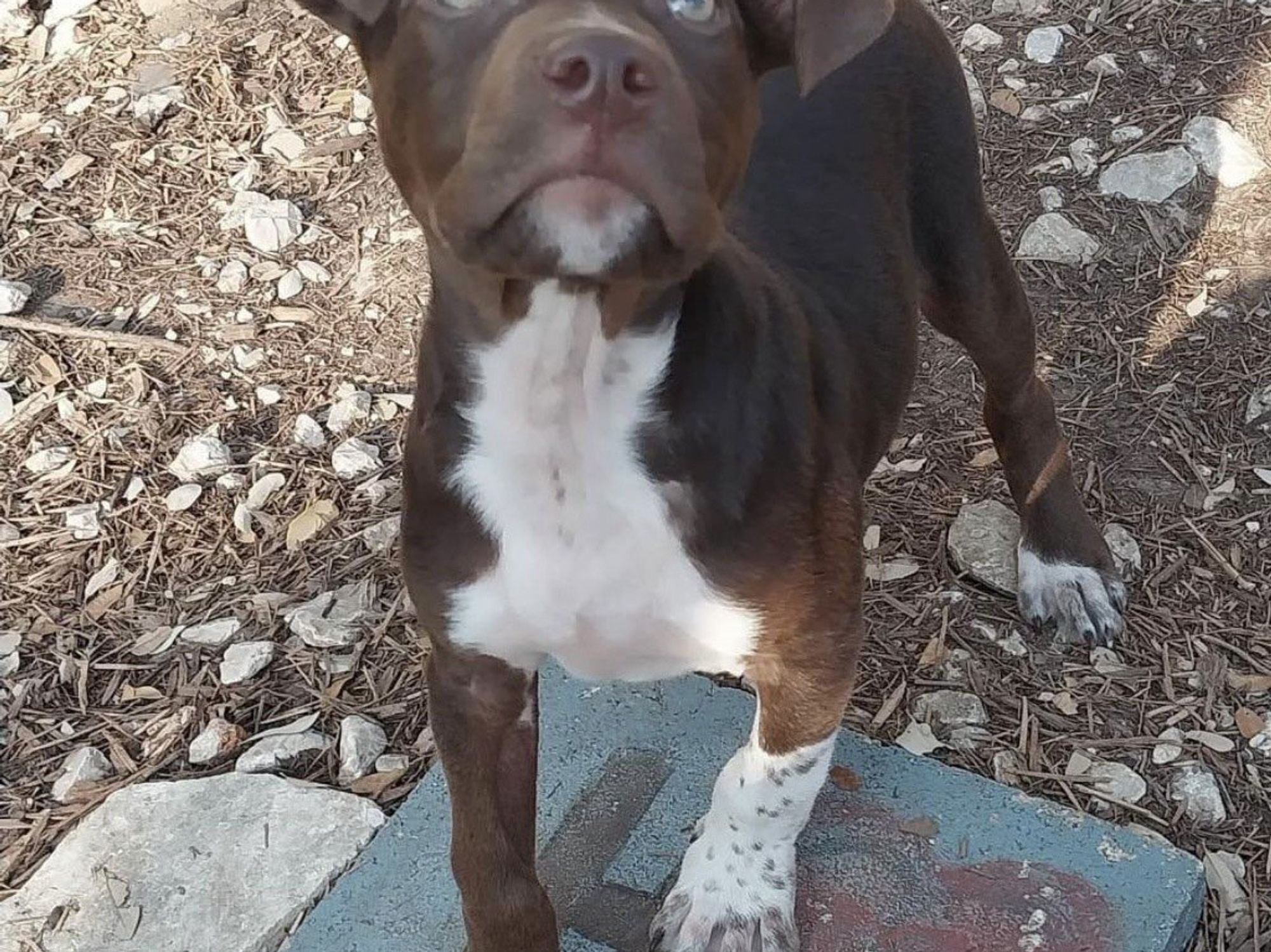 An adoptable pup from God's Dogs Rescue