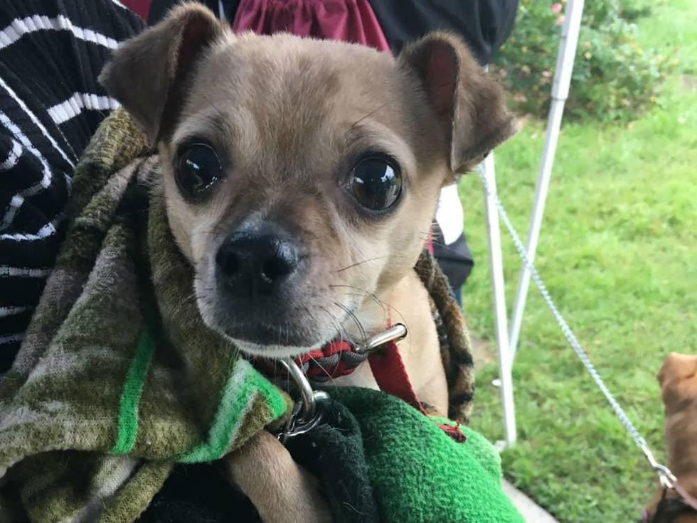 Animal Care Services