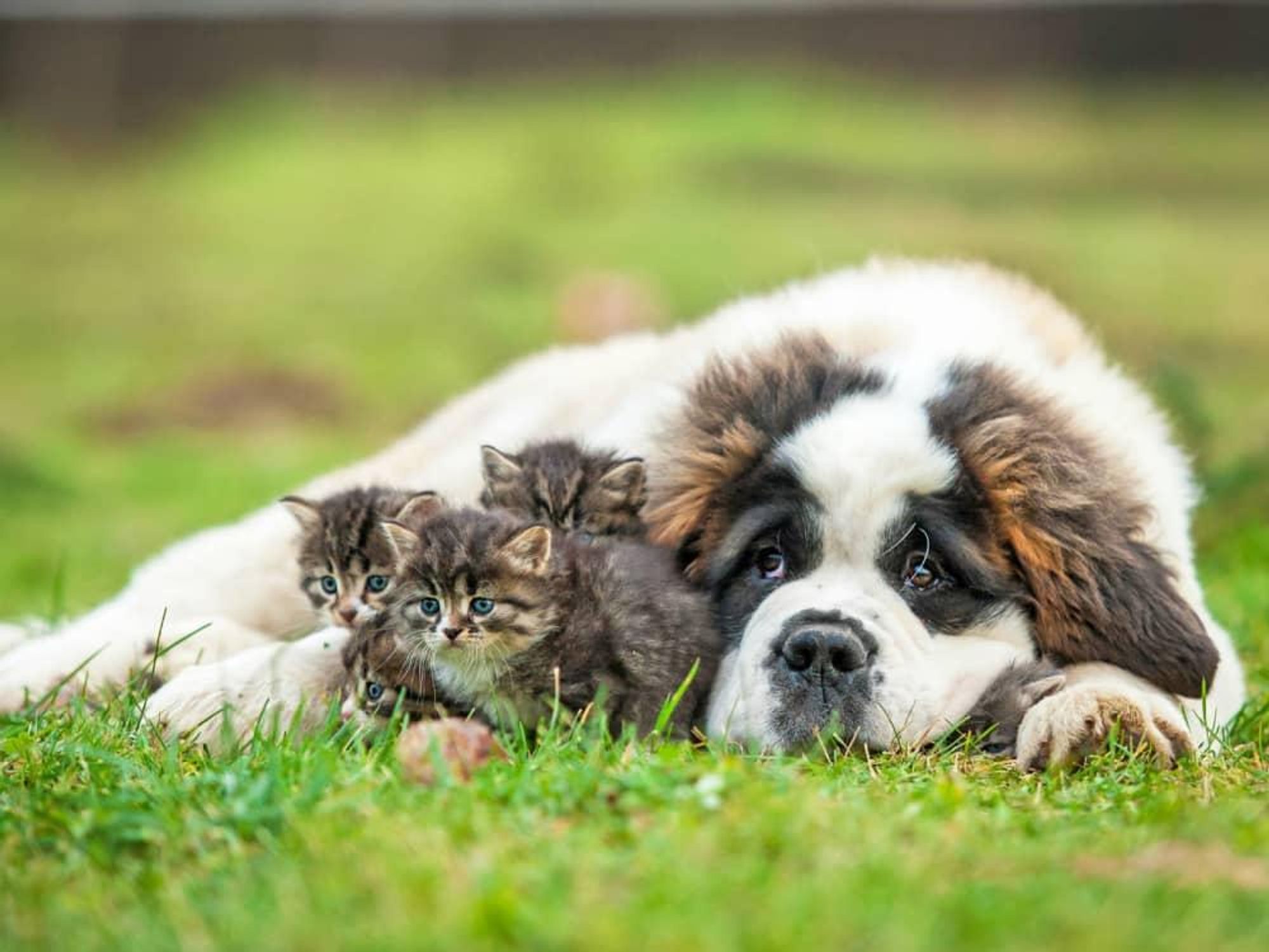 Animal Defense League