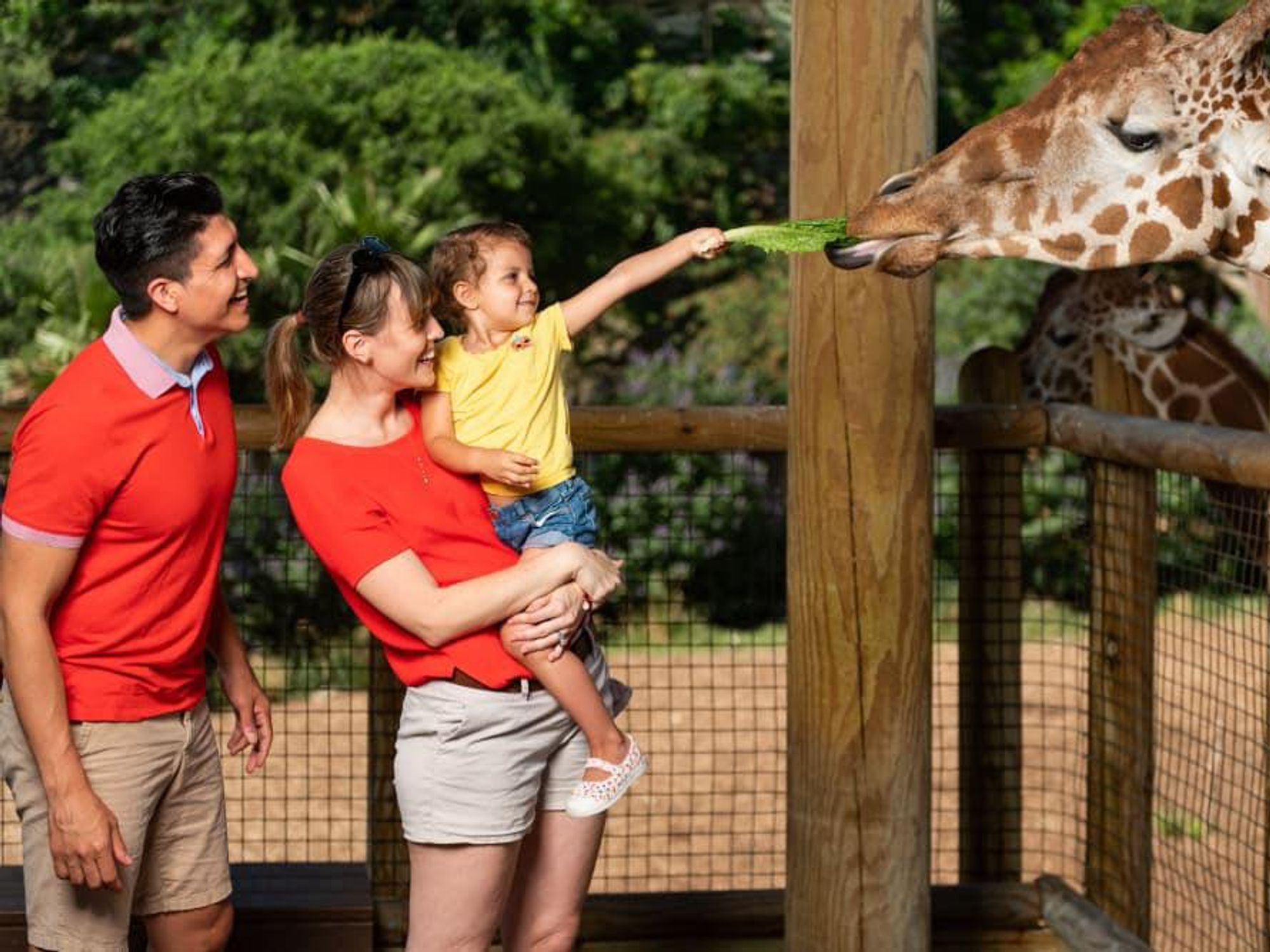 At San Antonio Zoo, you can feed the giraffes.
