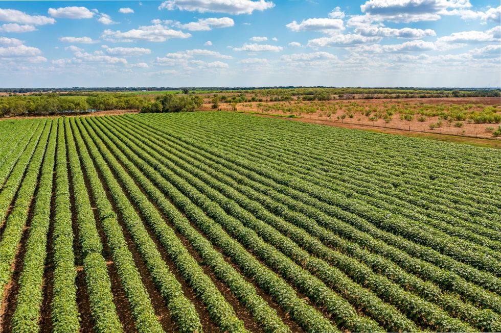 Atacosta County 380 organic farm for sale, farmland