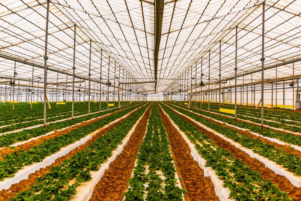 Atacosta County 380 organic farm for sale, greenhouse