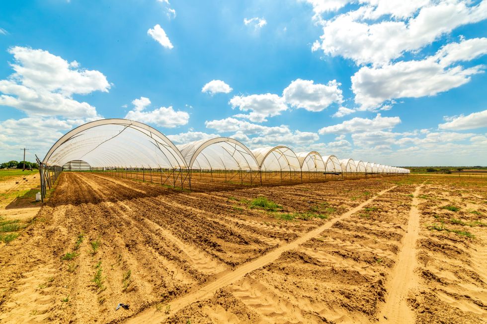 Atacosta County 380 organic farm for sale, hoop houses