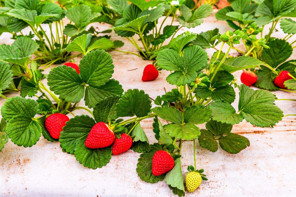 Atacosta County 380 organic farm for sale, stawberries