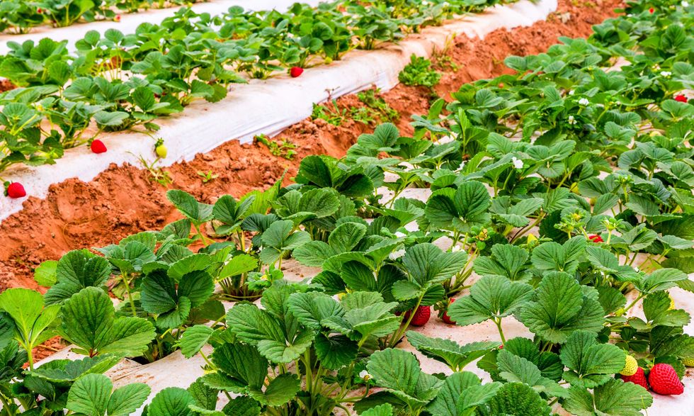 Atacosta County 380 organic farm for sale, strawberry farm