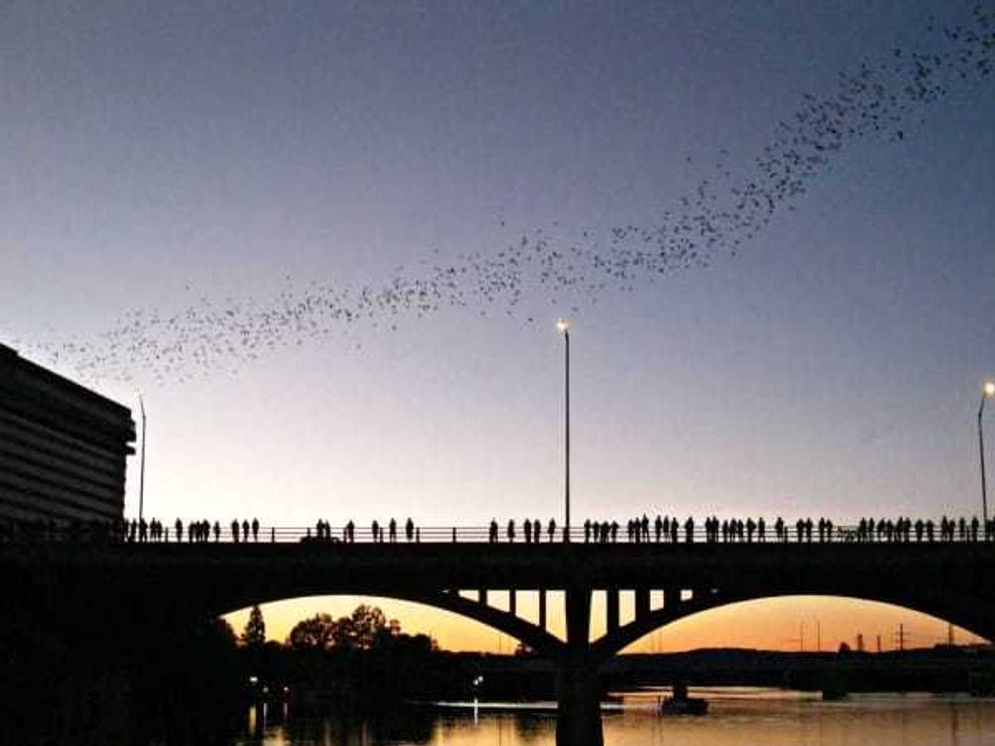 Austin, Congress Bridge, bats