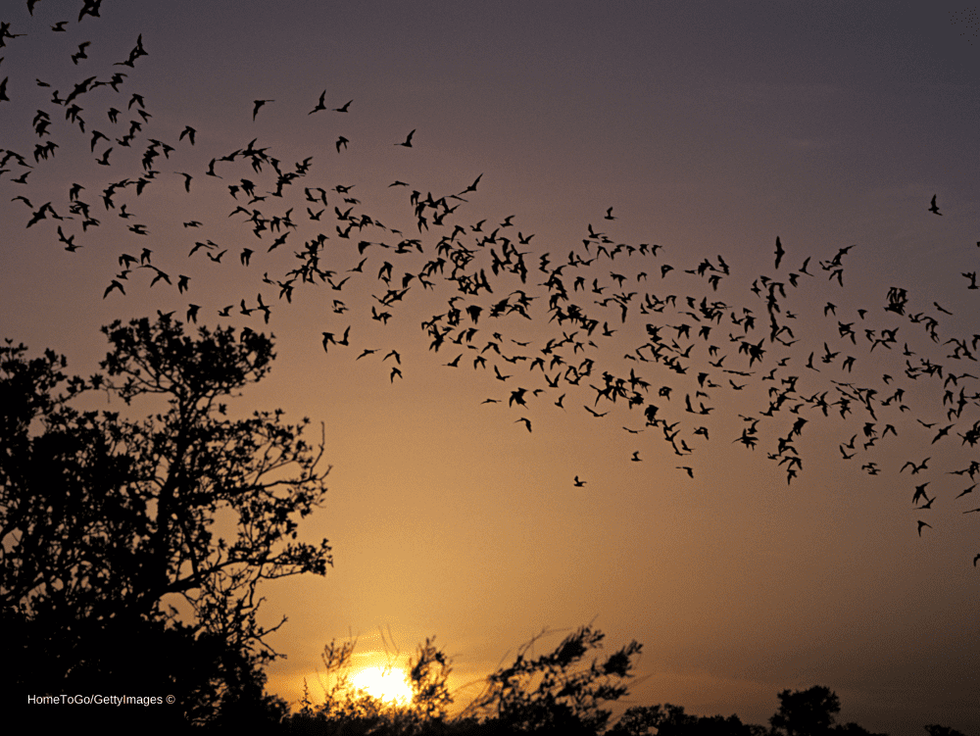 Best Texas State Parks HomeToGo 2021 Kickapoo Cavern State Park