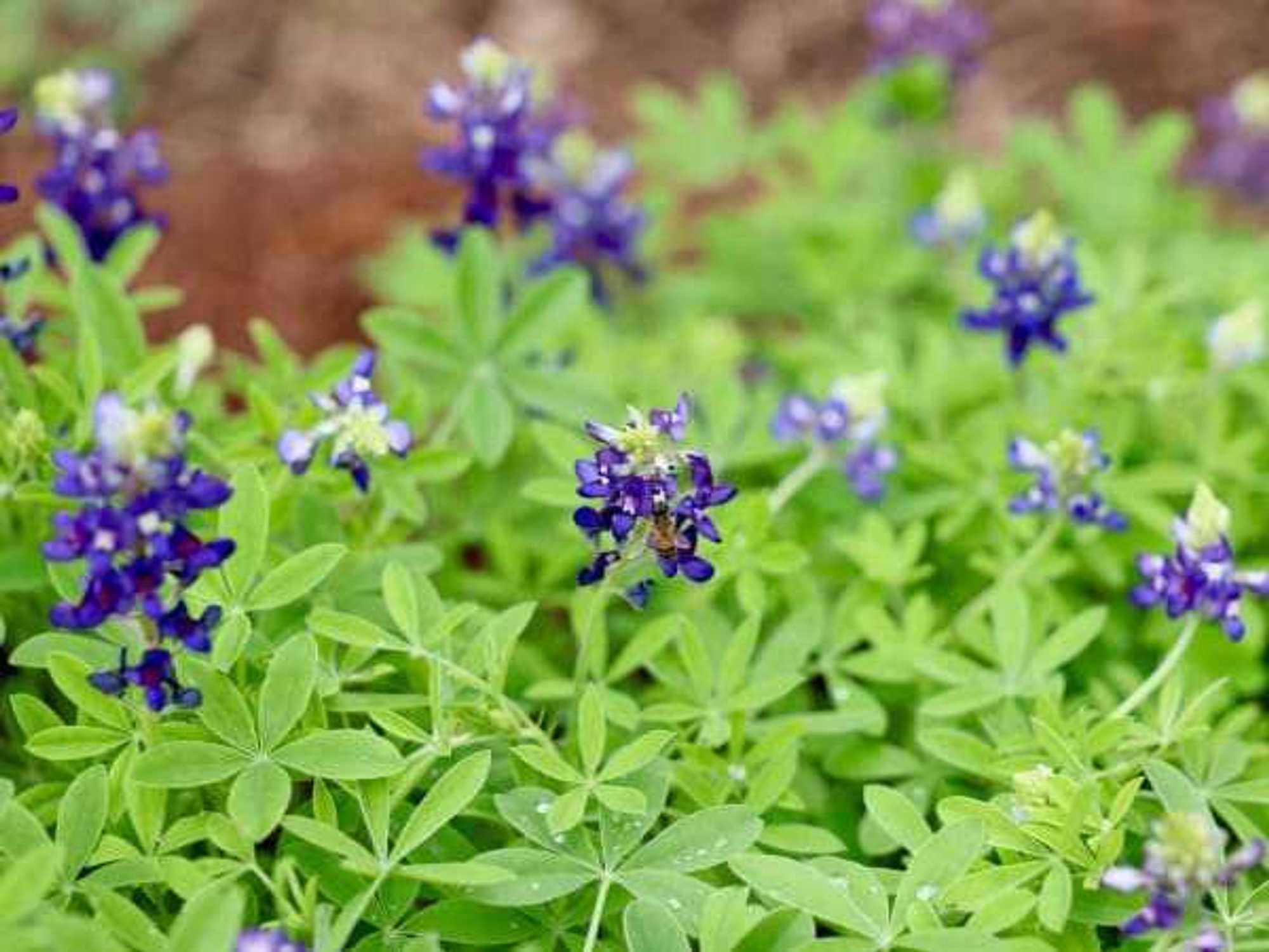 Bexar Blooms bluebonnets