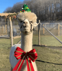 black-barn-alpacas-holiday.png