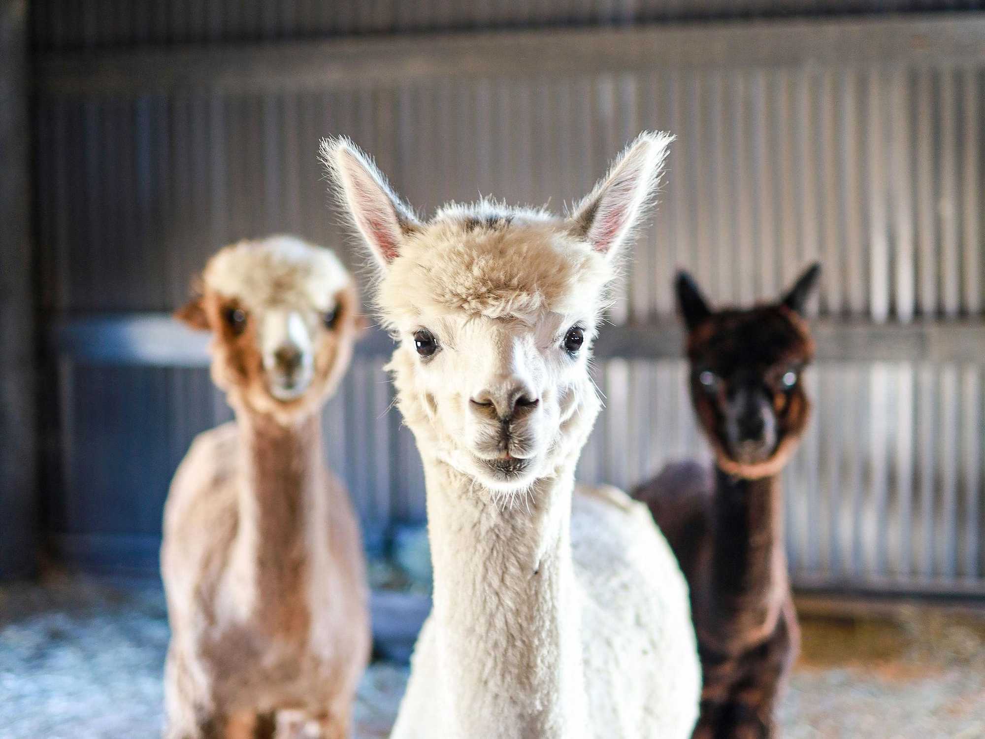 Black Barn Alpacas
