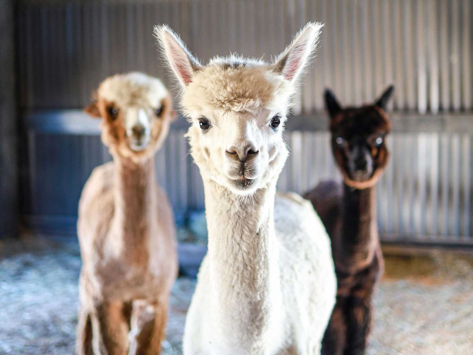Black Barn Alpacas