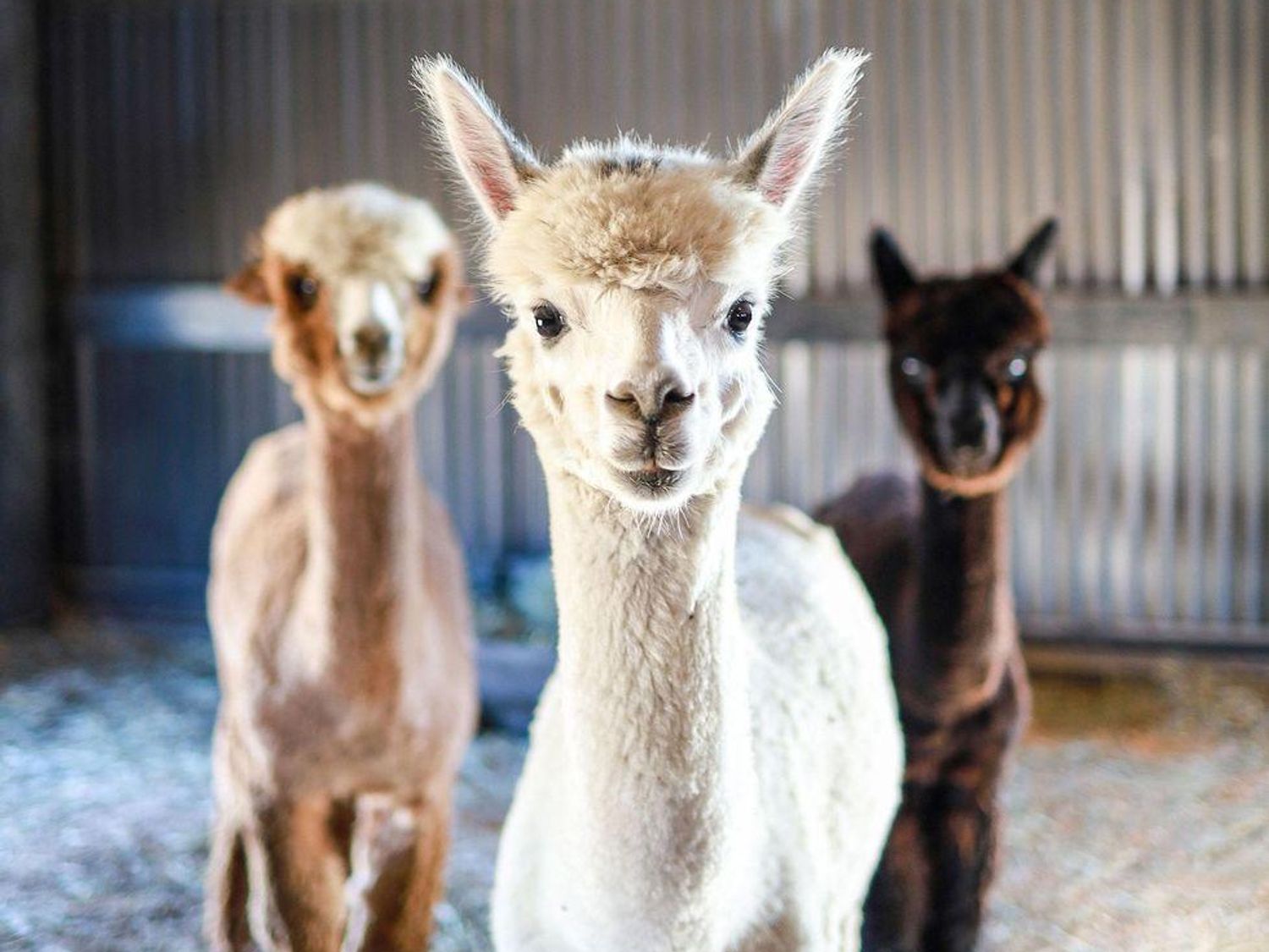 Black Barn Alpacas