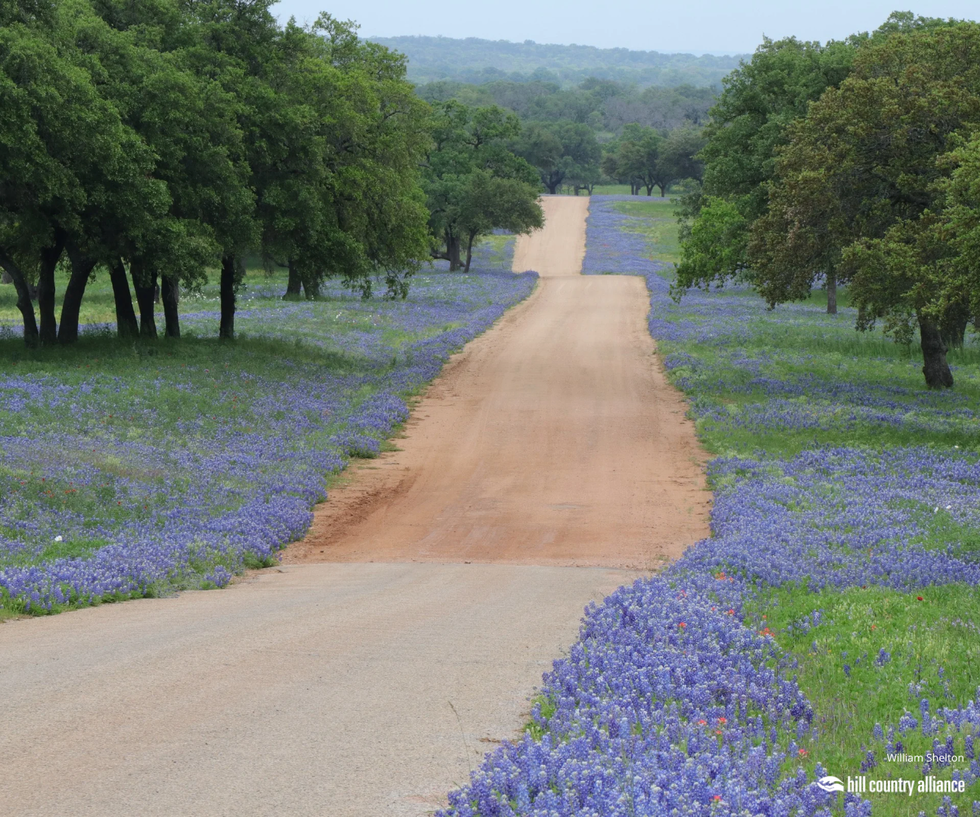 Bluebonnet and Live Oak Road by William Shelton
