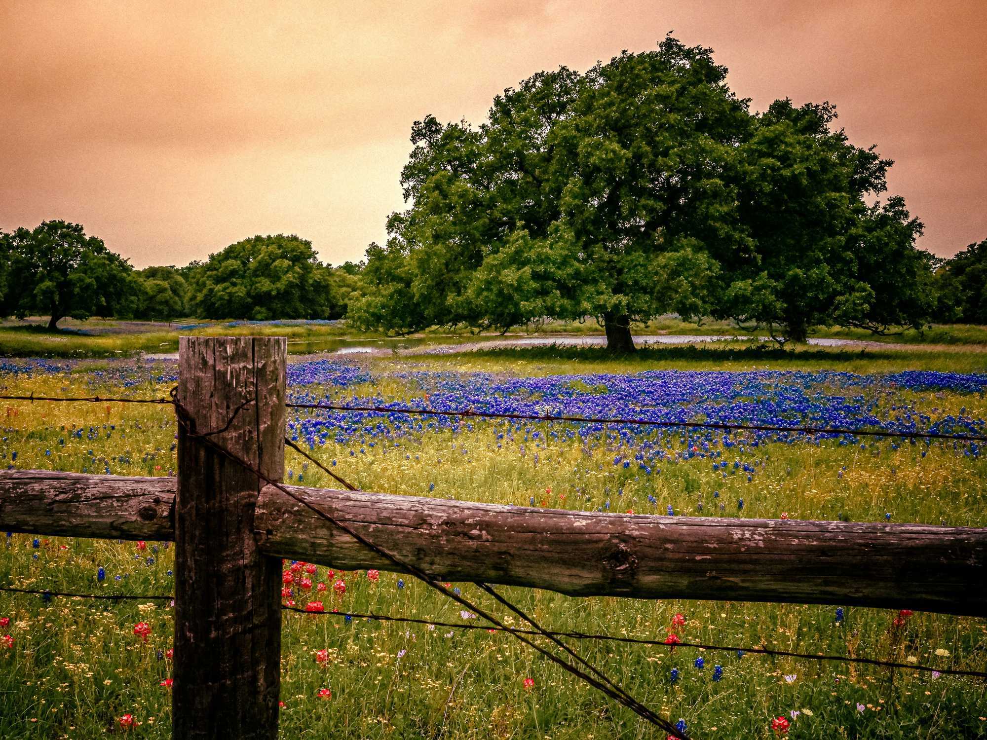 Bluebonnets in Texas