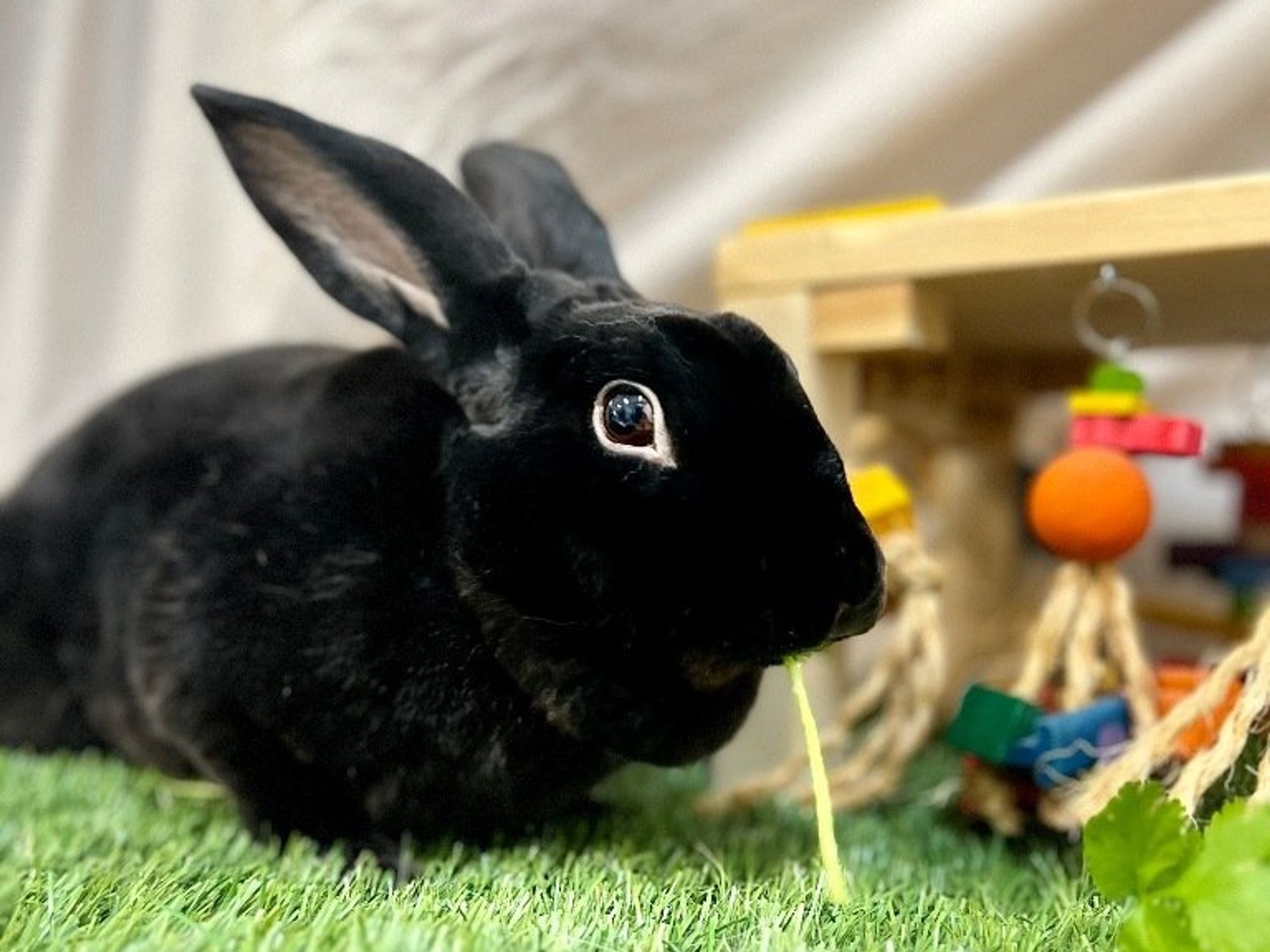 Bunny at House Rabbit Resource Network