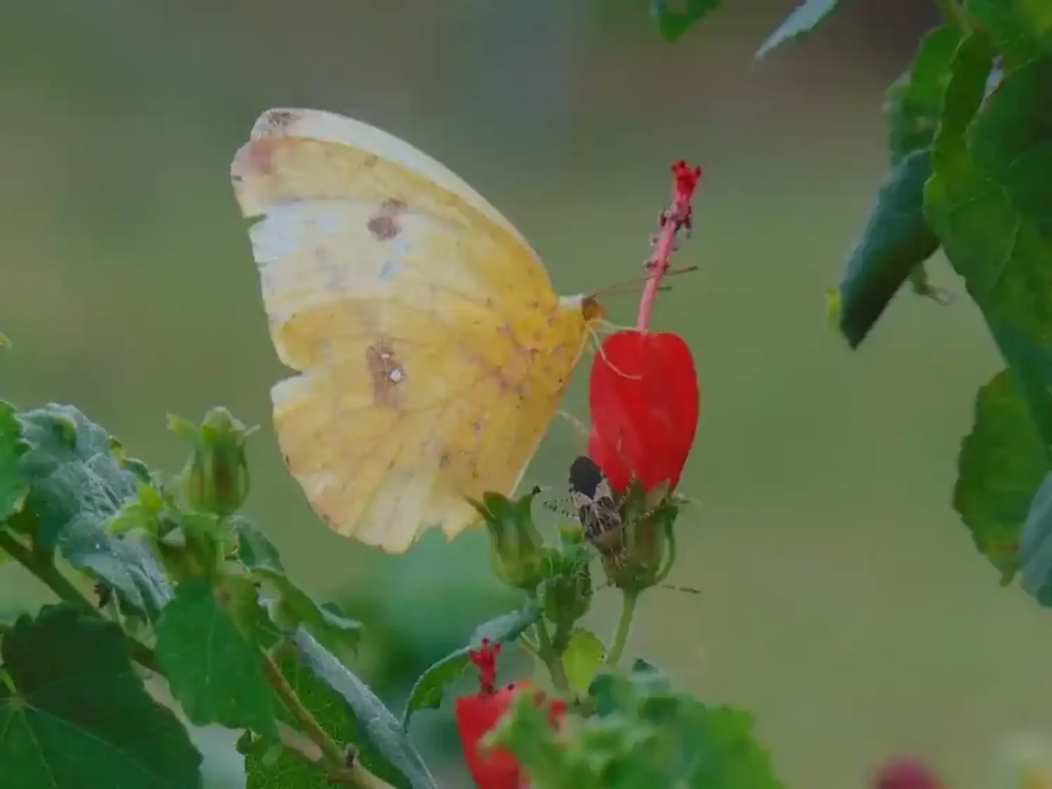 Butterfly on Turk's Cap Texas native plant