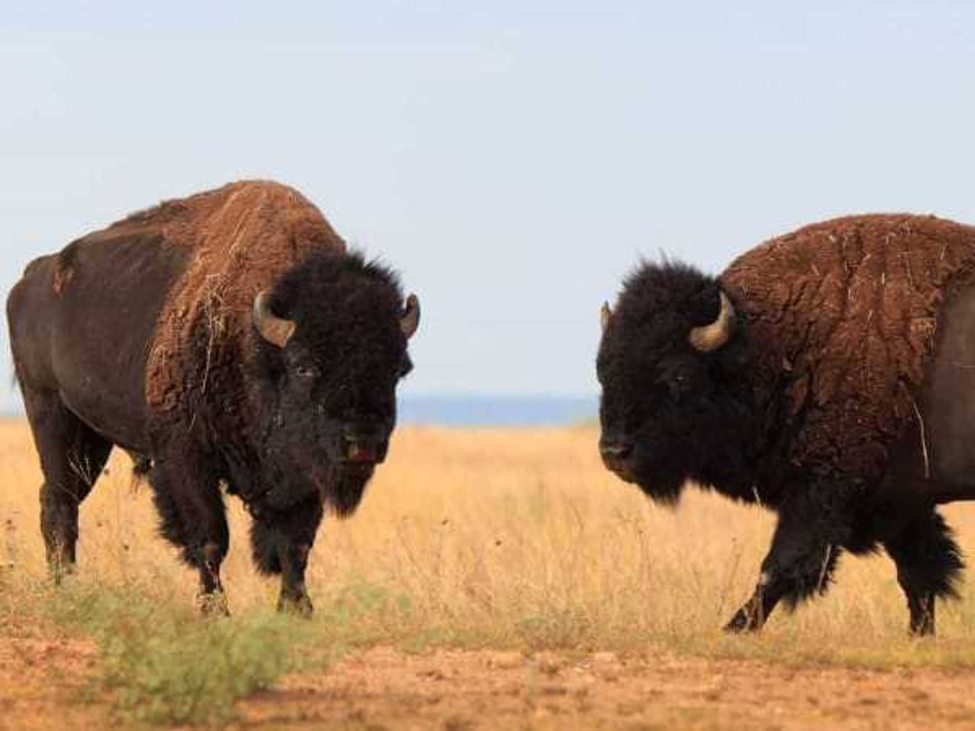 Caprock Canyons State Park and Trailway