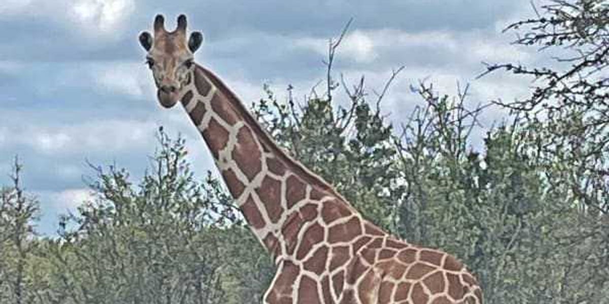 Seek for lacking Hill Nation giraffe Gracie continues Seek for lacking Hill Nation giraffe Gracie continues