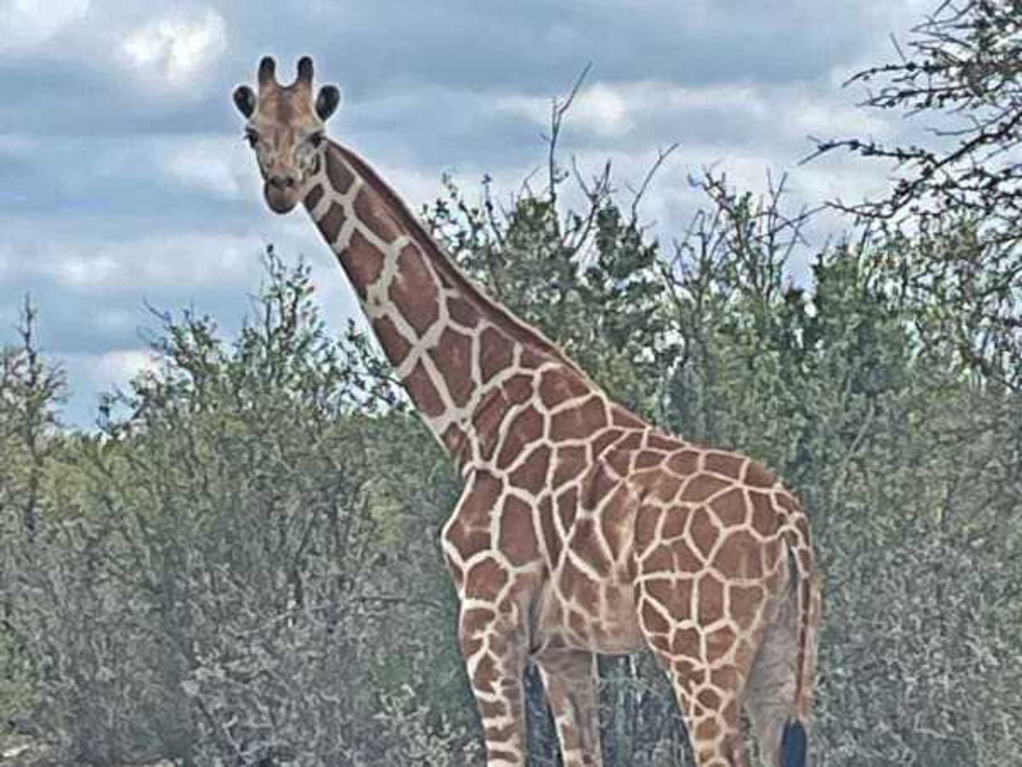 Cedar Hollow Ranch, Gracie the giraffe