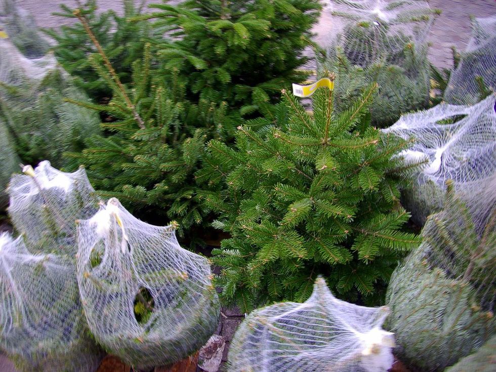 Christmas trees, recycling, December 2012