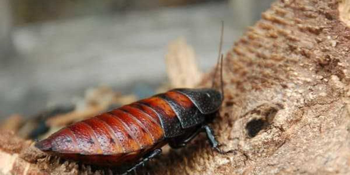 San Antonio Zoo relaunches Cry Me a Cockroach fundraiser San Antonio Zoo relaunches Cry Me a Cockroach fundraiser