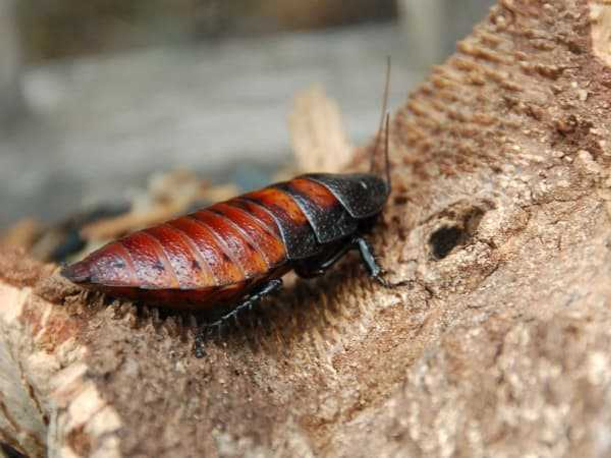 Cockroach