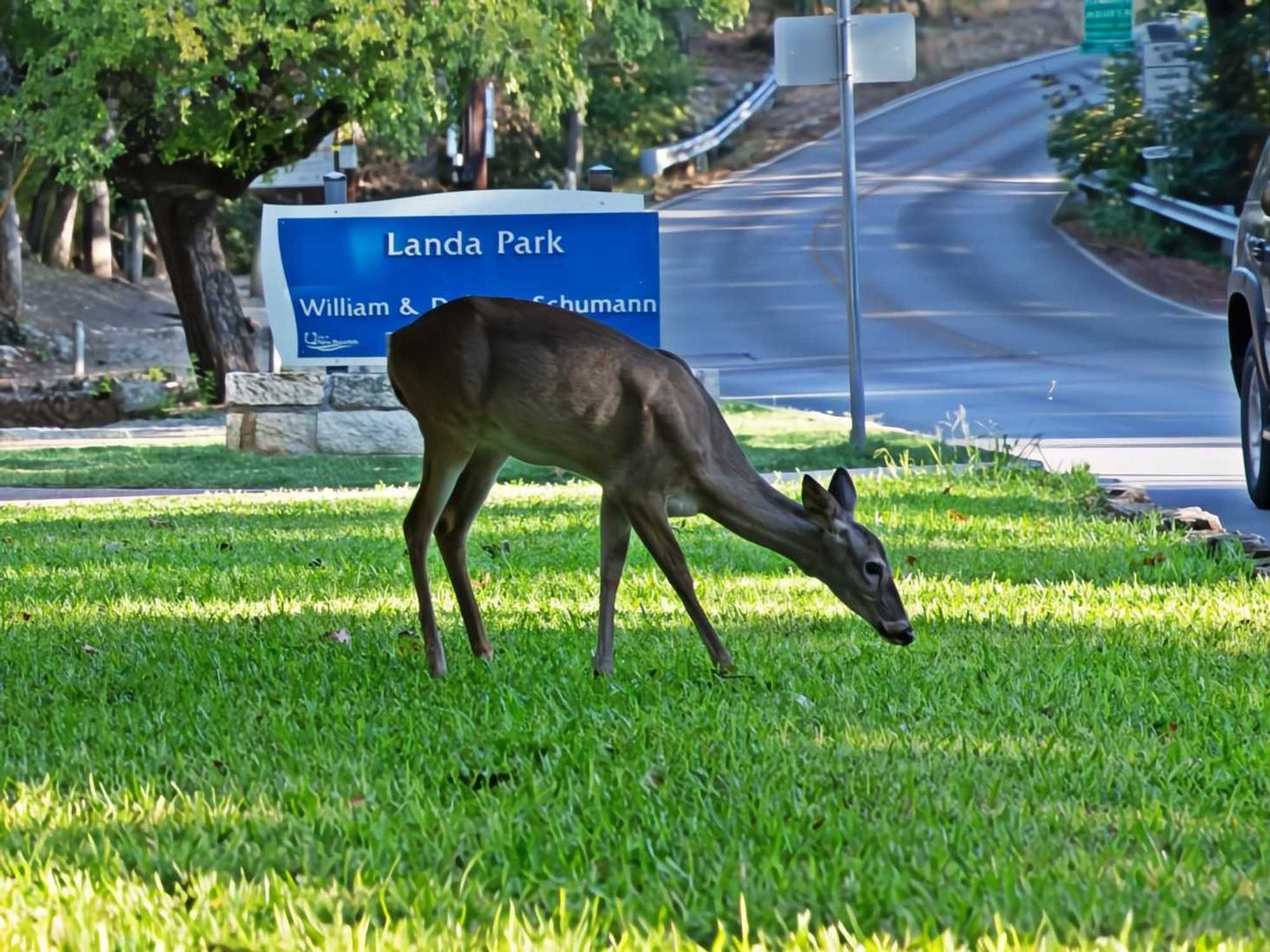 Deer at Landa Park New Braunfels