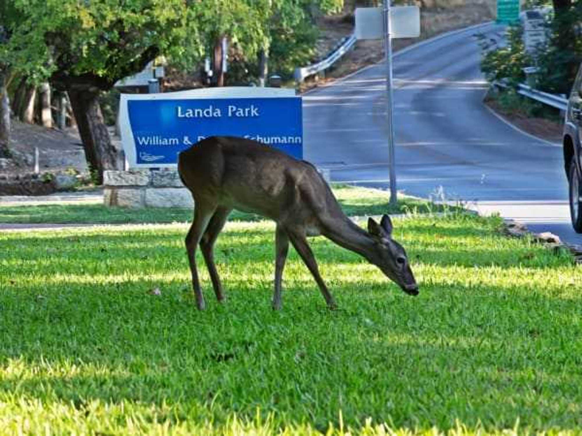 Deer at Landa Park New Braunfels
