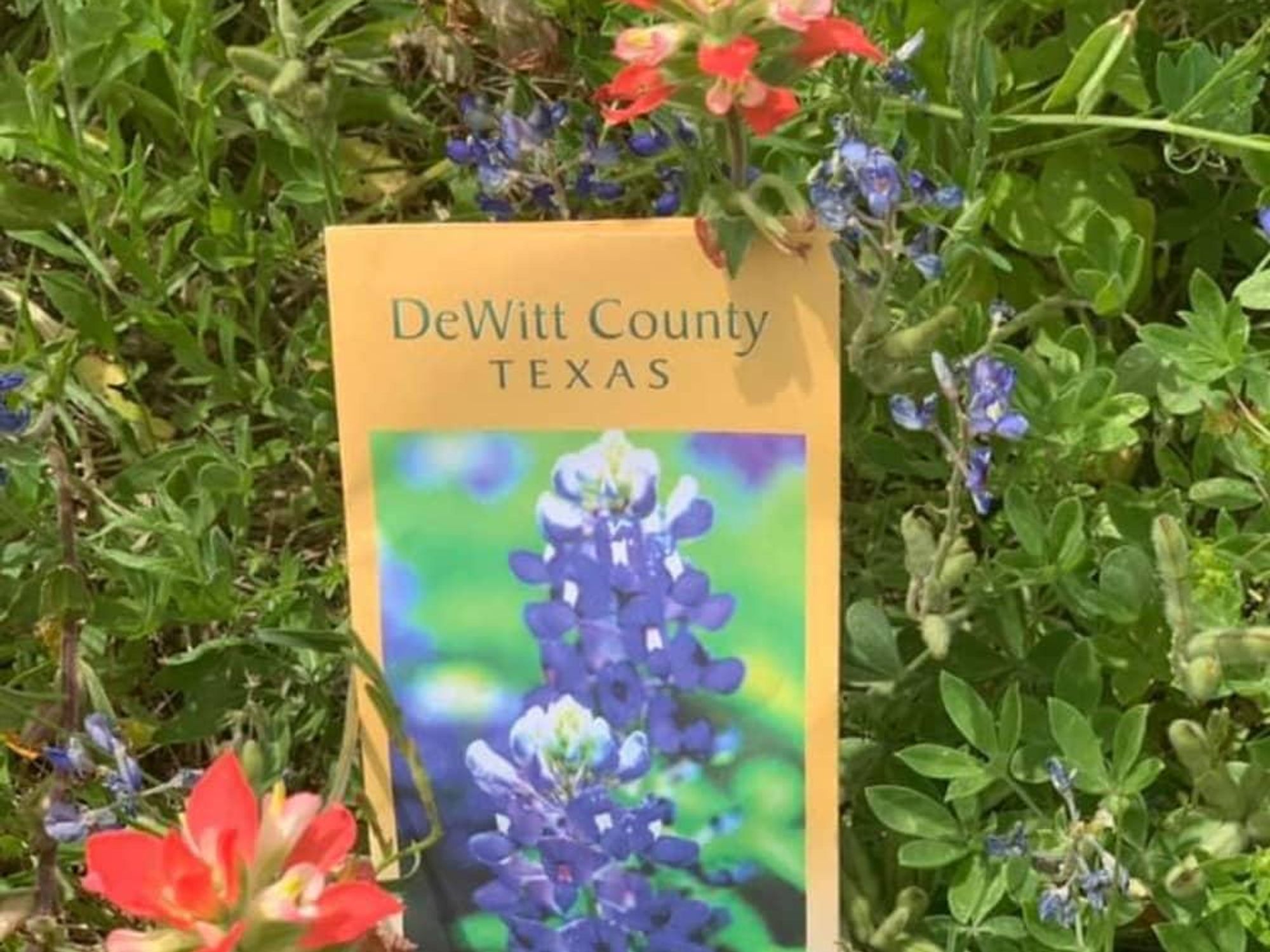 DeWitt County bluebonnets