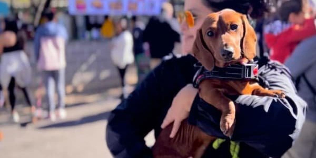 Diamond Dachshund Rescue of Texas presents Fiesta Dachshund Dash ...