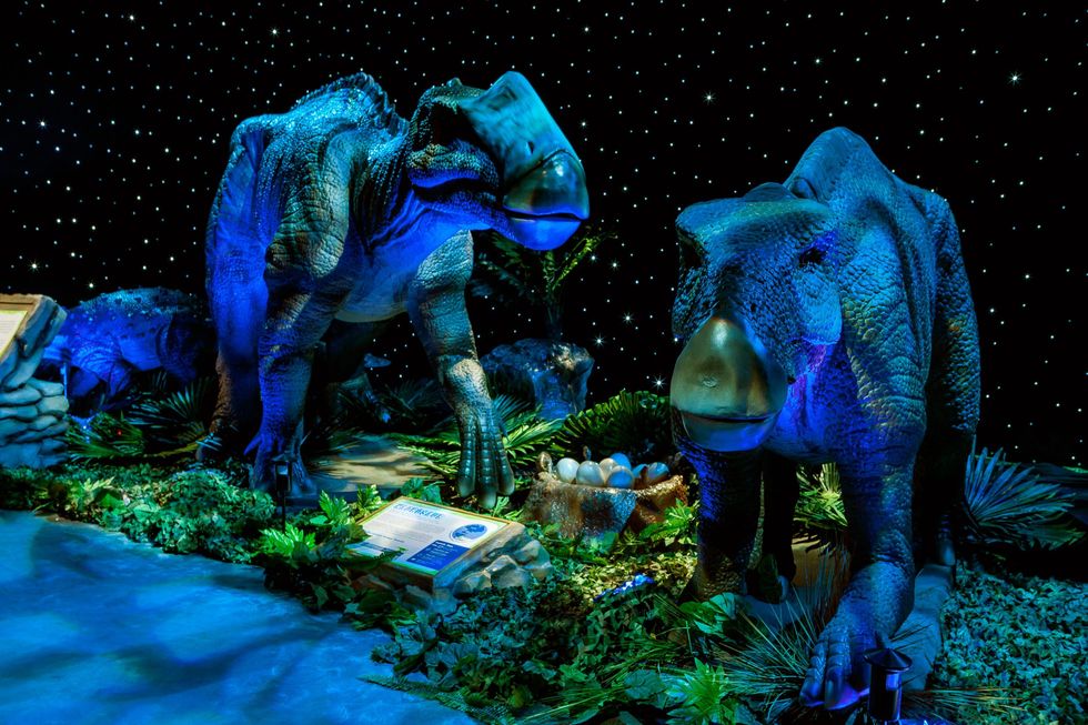 Dino Safari: A Walk Thru Adventure