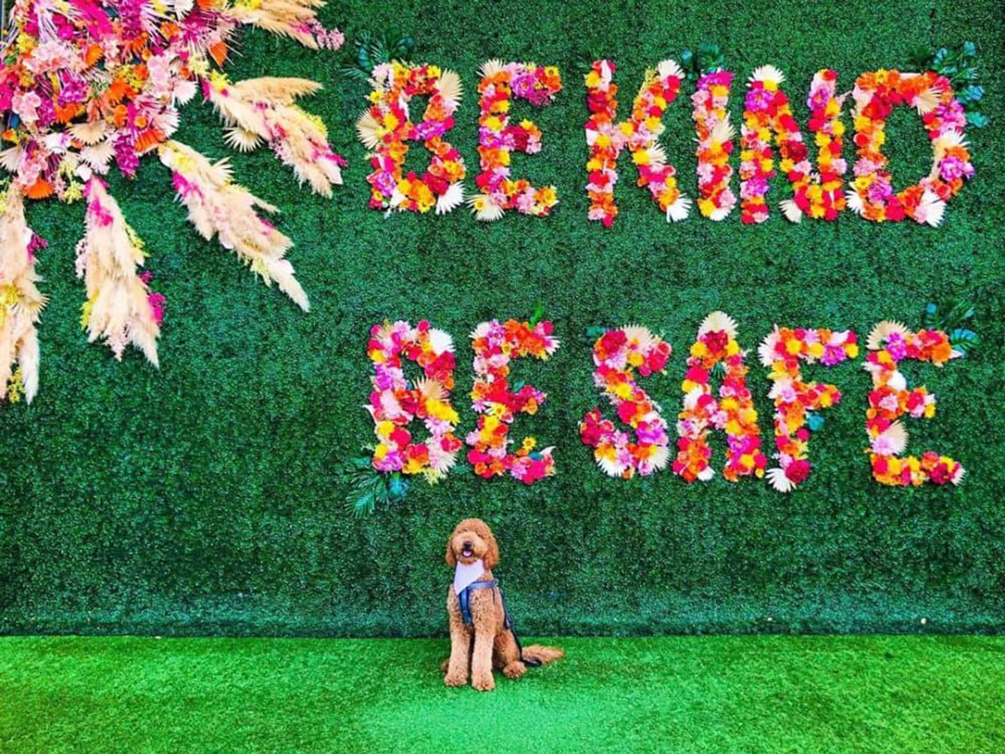Dog in front of "be kind be safe" floral wall in Plano