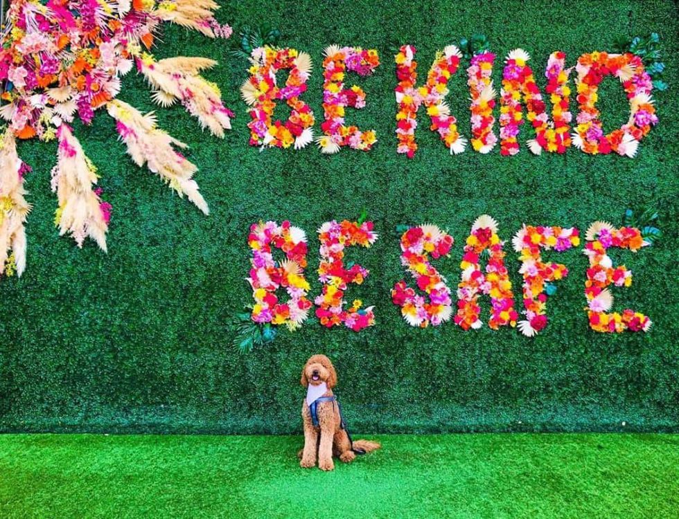 Dog in front of "be kind be safe" floral wall in Plano