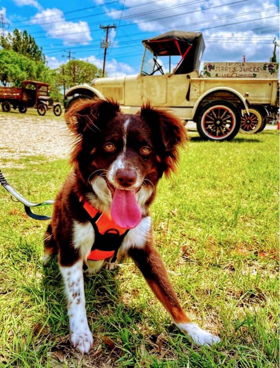 Dogs Days of Summer!