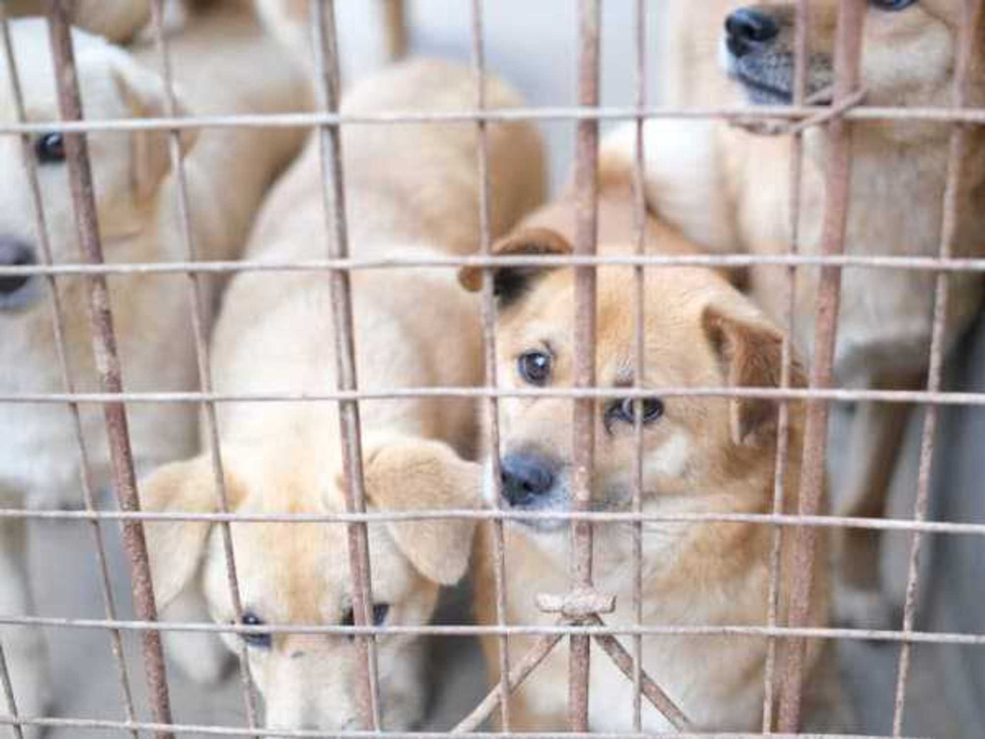 Dogs for adoption.