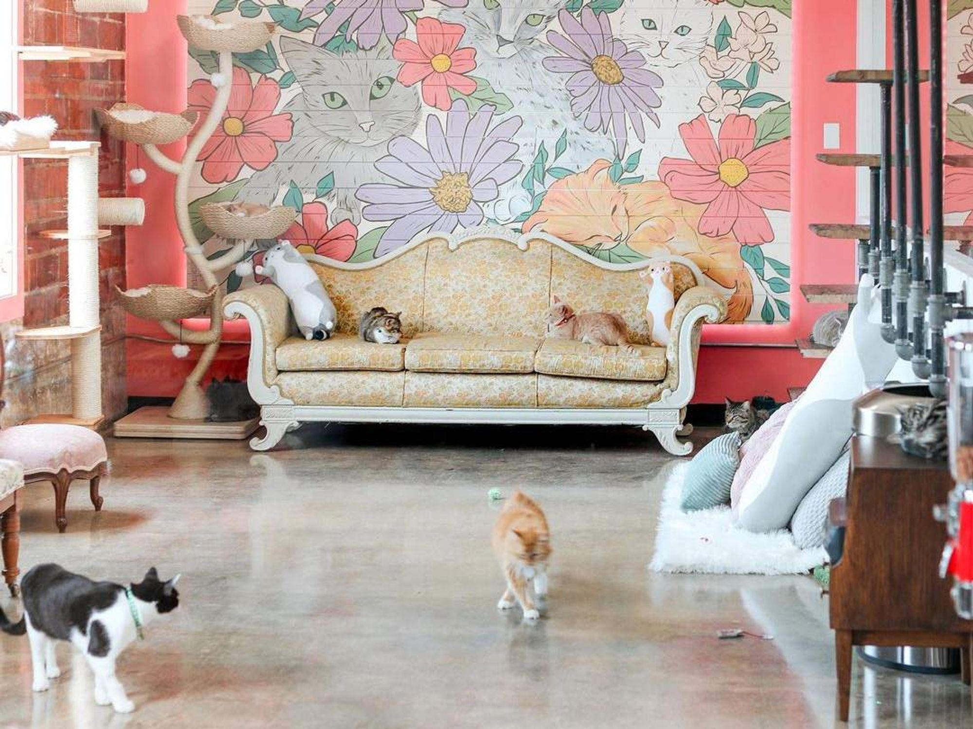 Don’t Stress Meowt Cat Cafe OKC