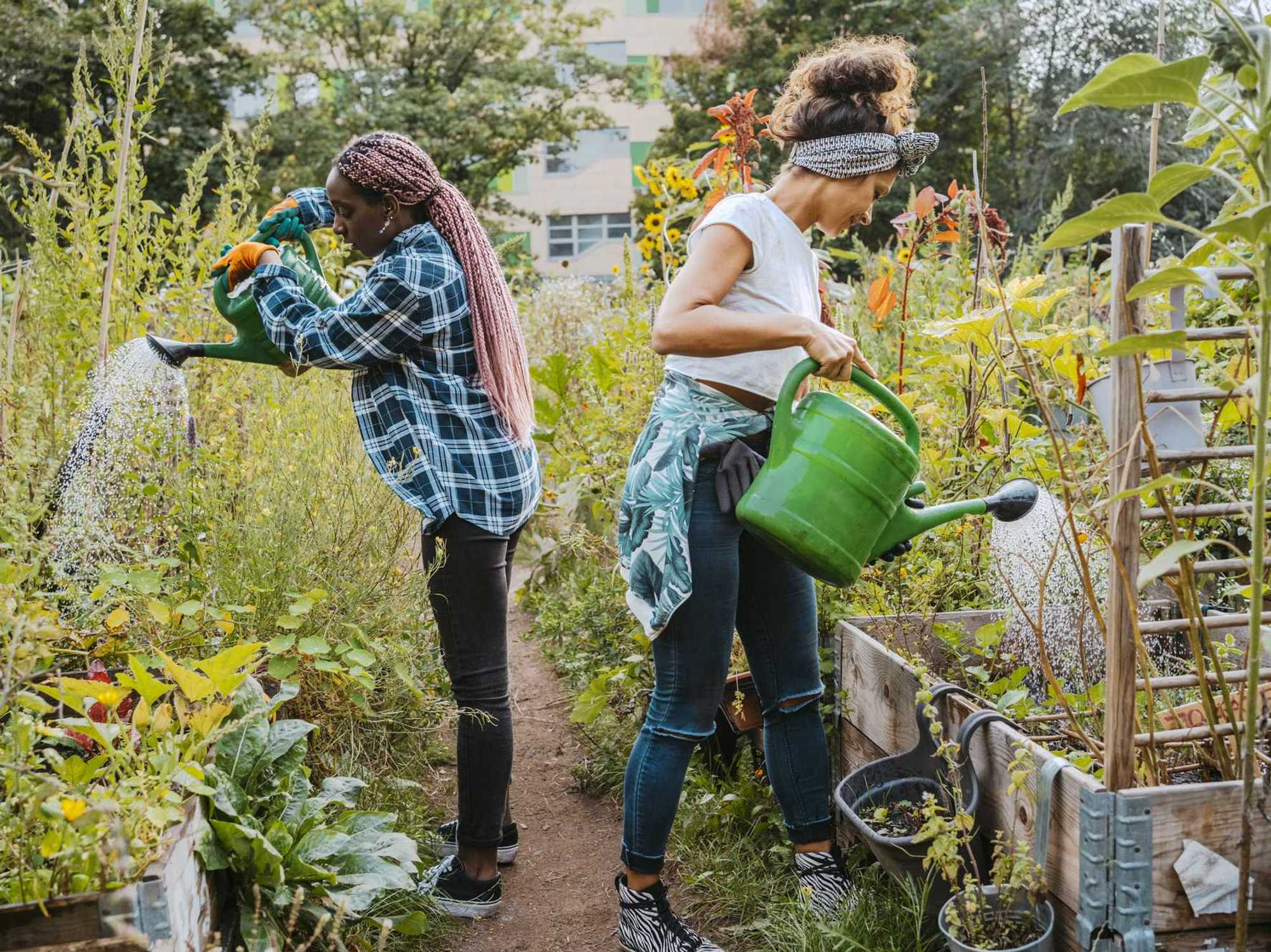 Female environmentalists watering plants while standing in urban farm