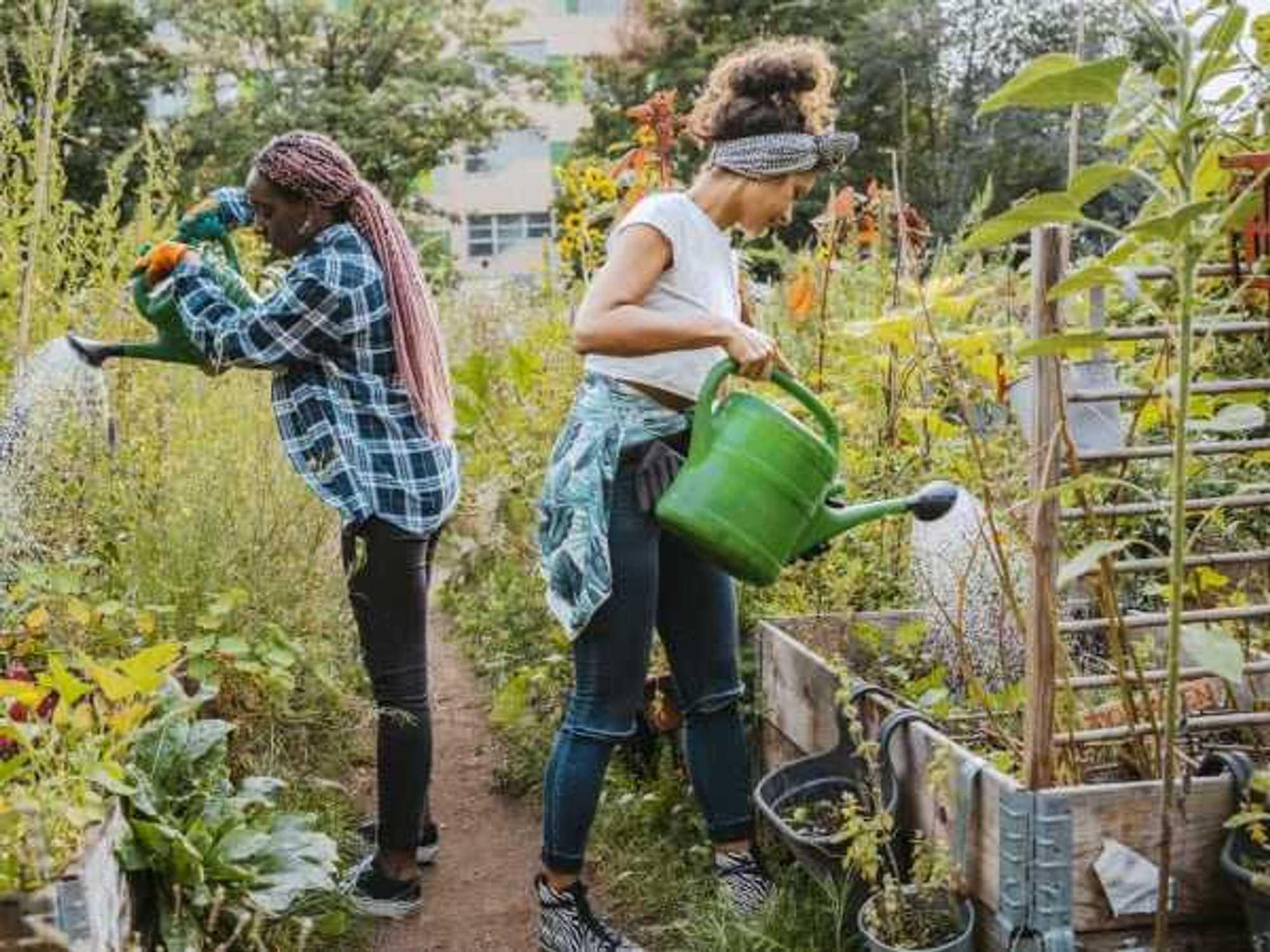 Female environmentalists watering plants while standing in urban farm