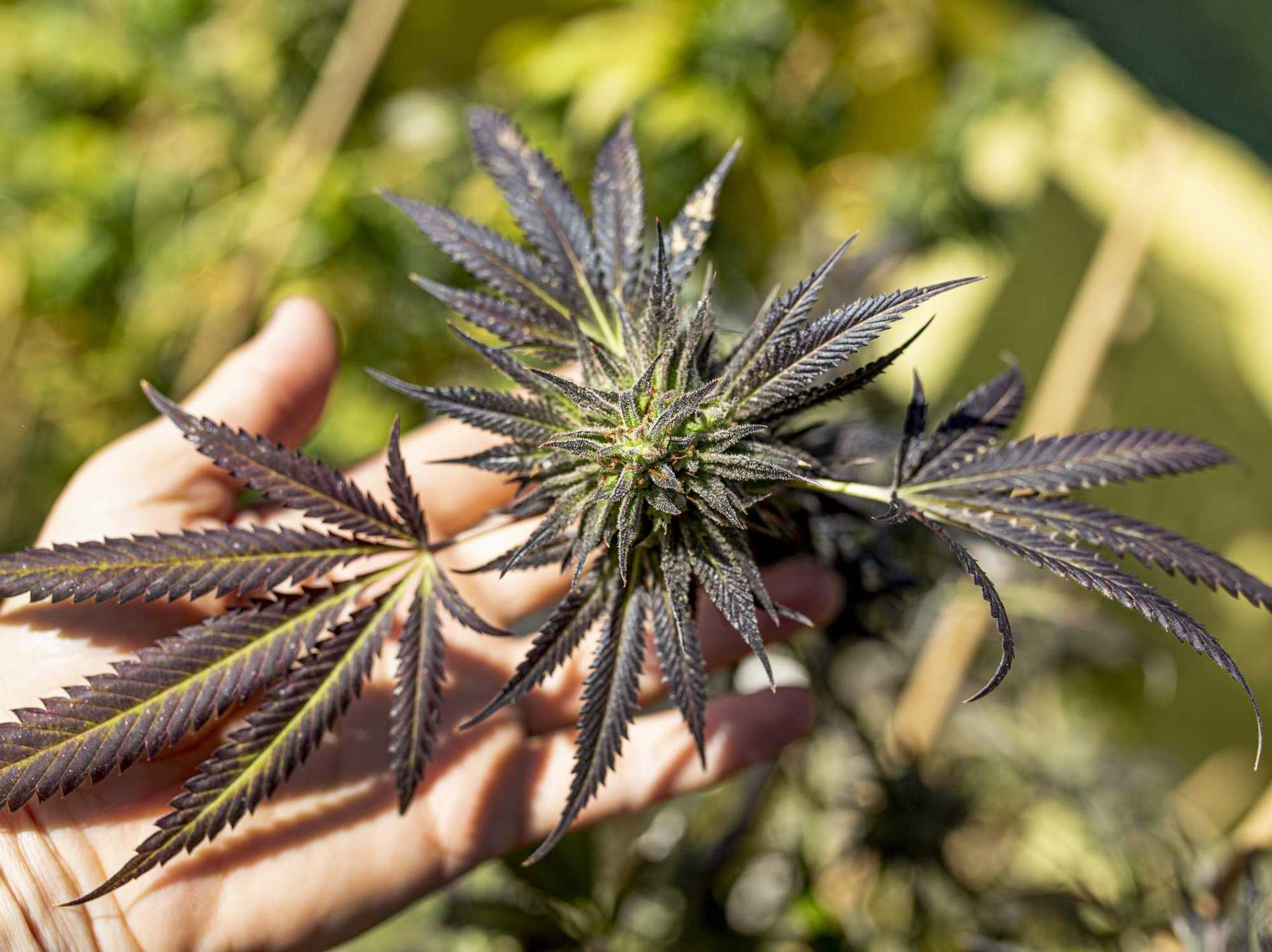 female hand grabbed a bush of Medical Marijuana with flower bud sites Cannabis cultivation