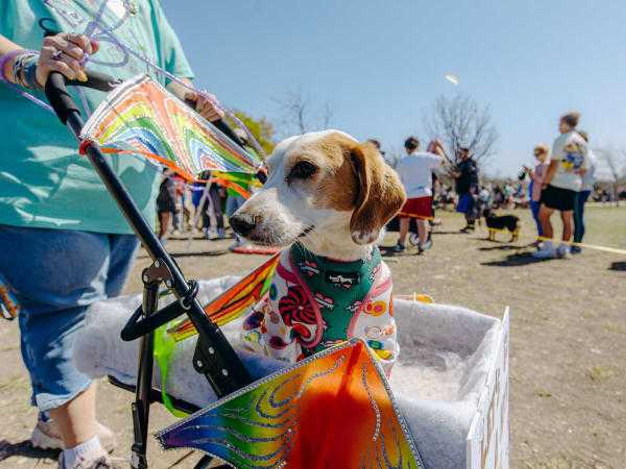 Fest of Tails dog and kite festival San Antonio