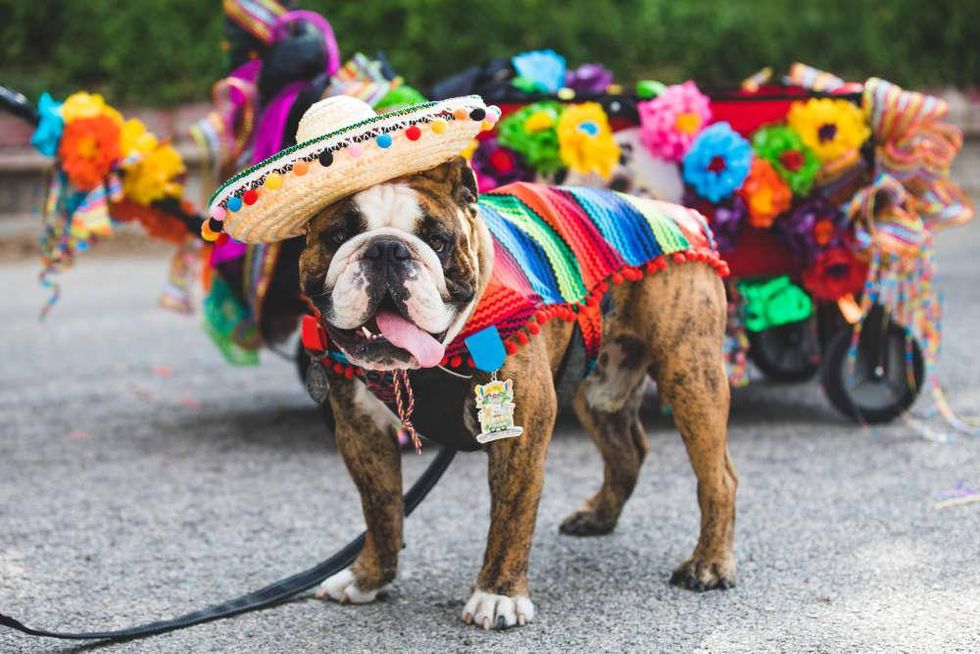 Even local pets are getting into the spirit with the Fiesta Pooch