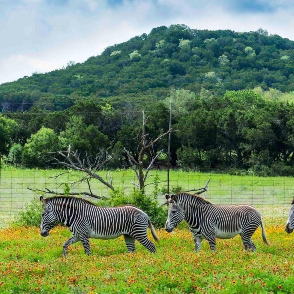 Fossil Rim zebras