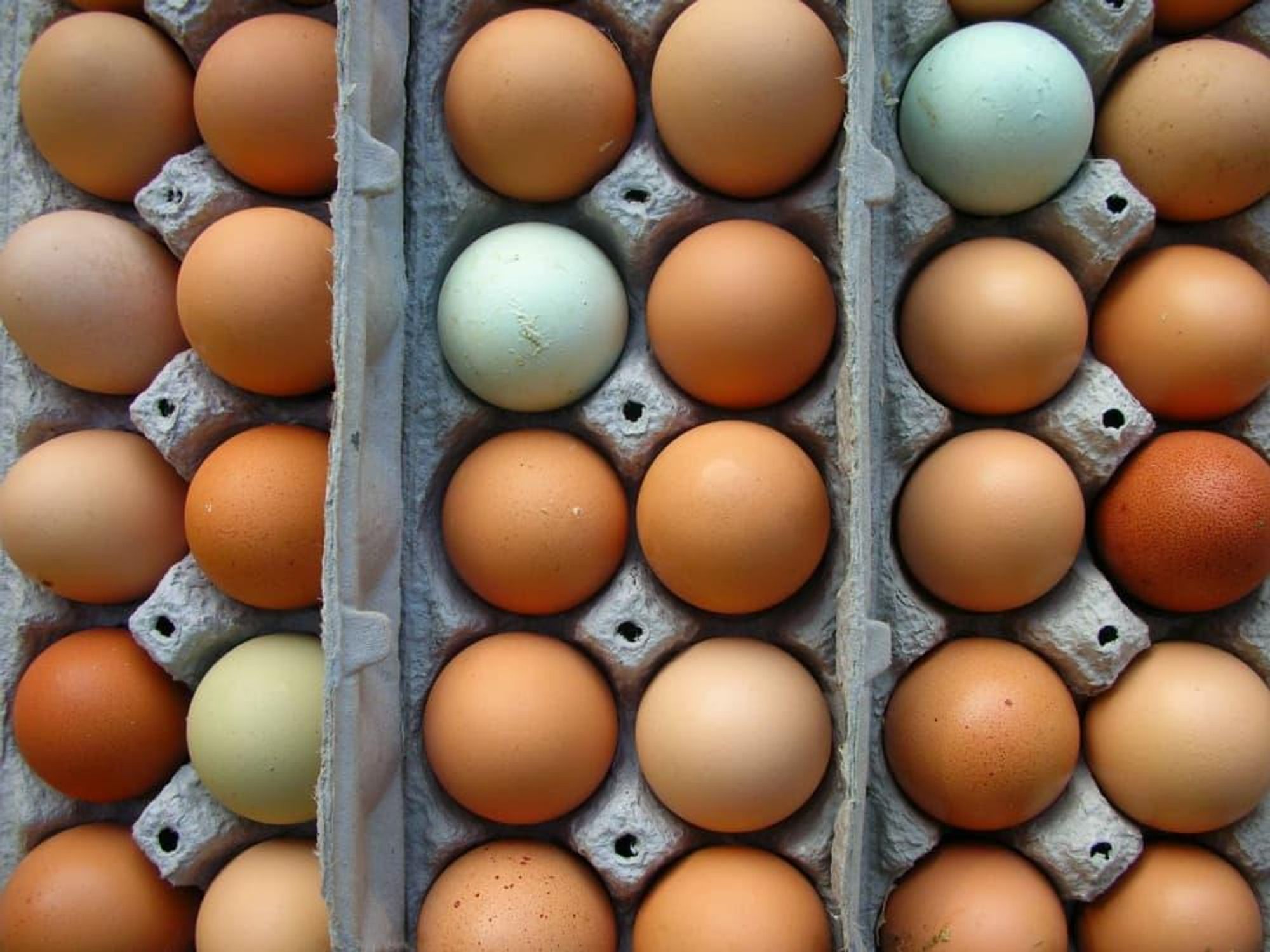 fresh farm eggs in cartons
