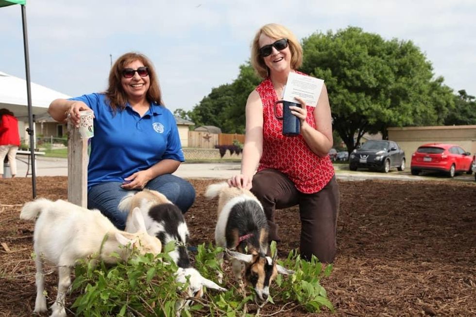 Goats will be part of the Garcia Street Urban Farm.