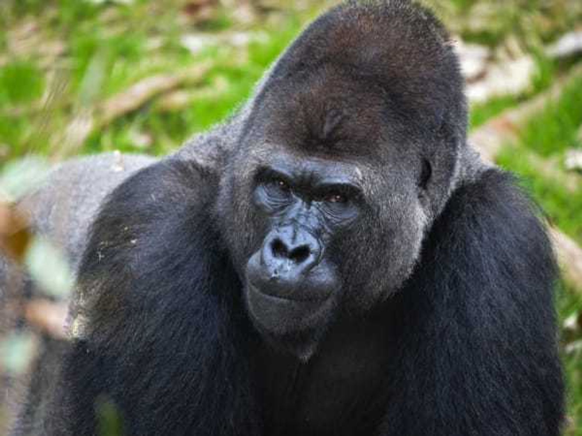 gorillas San Antonio Zoo.