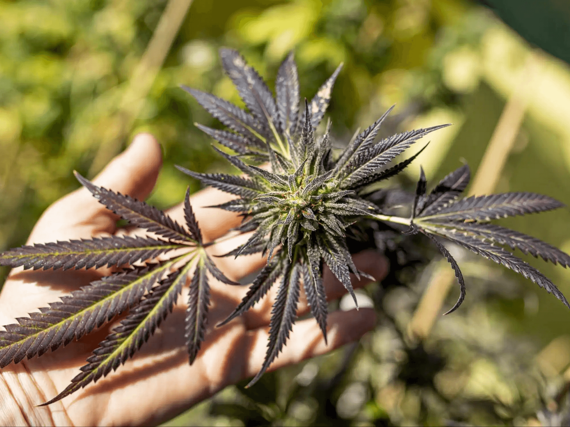 Hand holding cannabis plant with bud