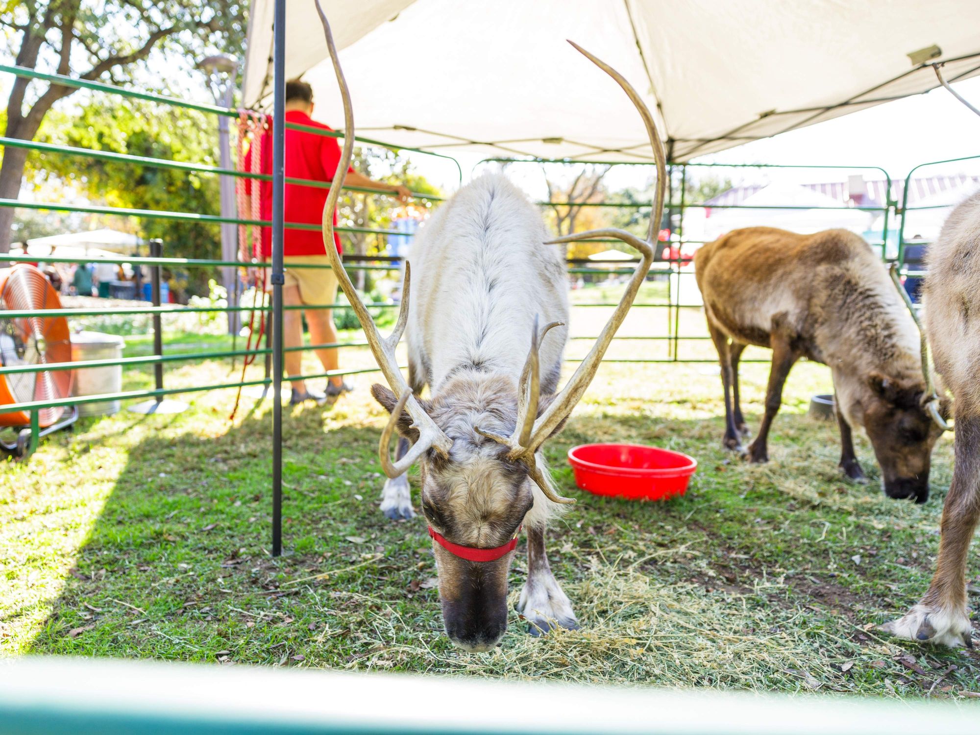 Hemisfair live reindeer