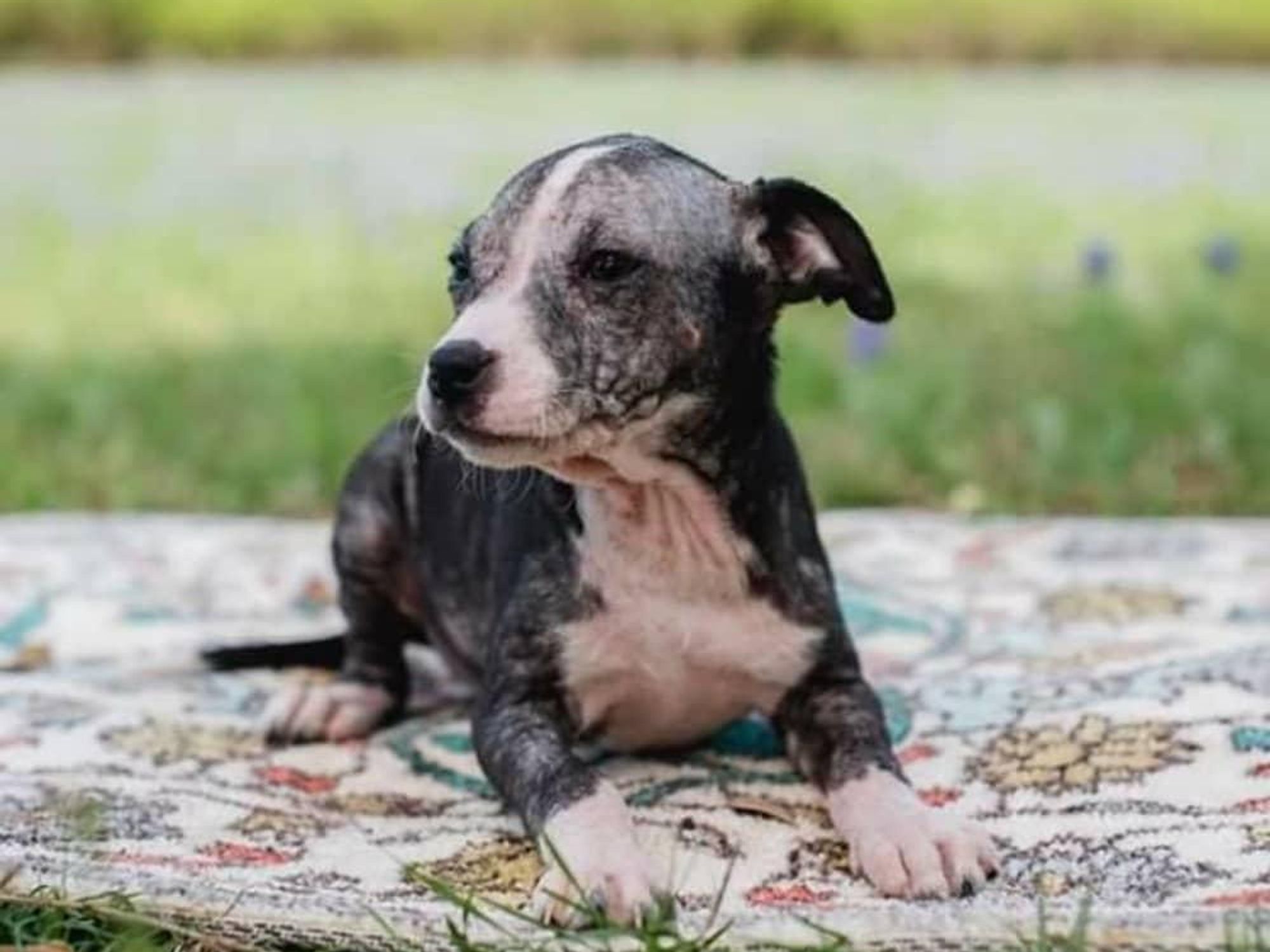 HillCountrySPCA_SA_charity