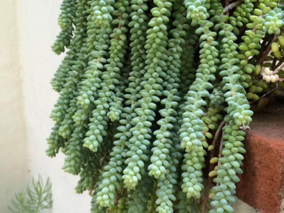 Houzz, Favorite Succulents to Grow Indoors, February 2018